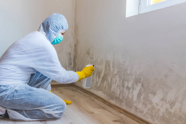 Licensed Black Mold Removal service in Pottersdale, PA - WQB Mold Removal