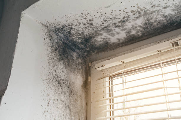 Affordable Black Mold Removal solutions in Pottersdale, PA