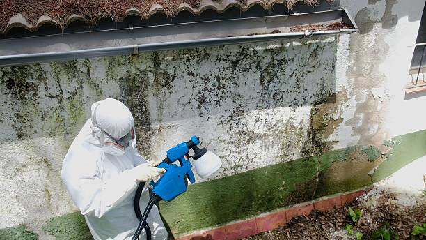 Top rated local Black Mold Removal specialists in Pottersdale, PA